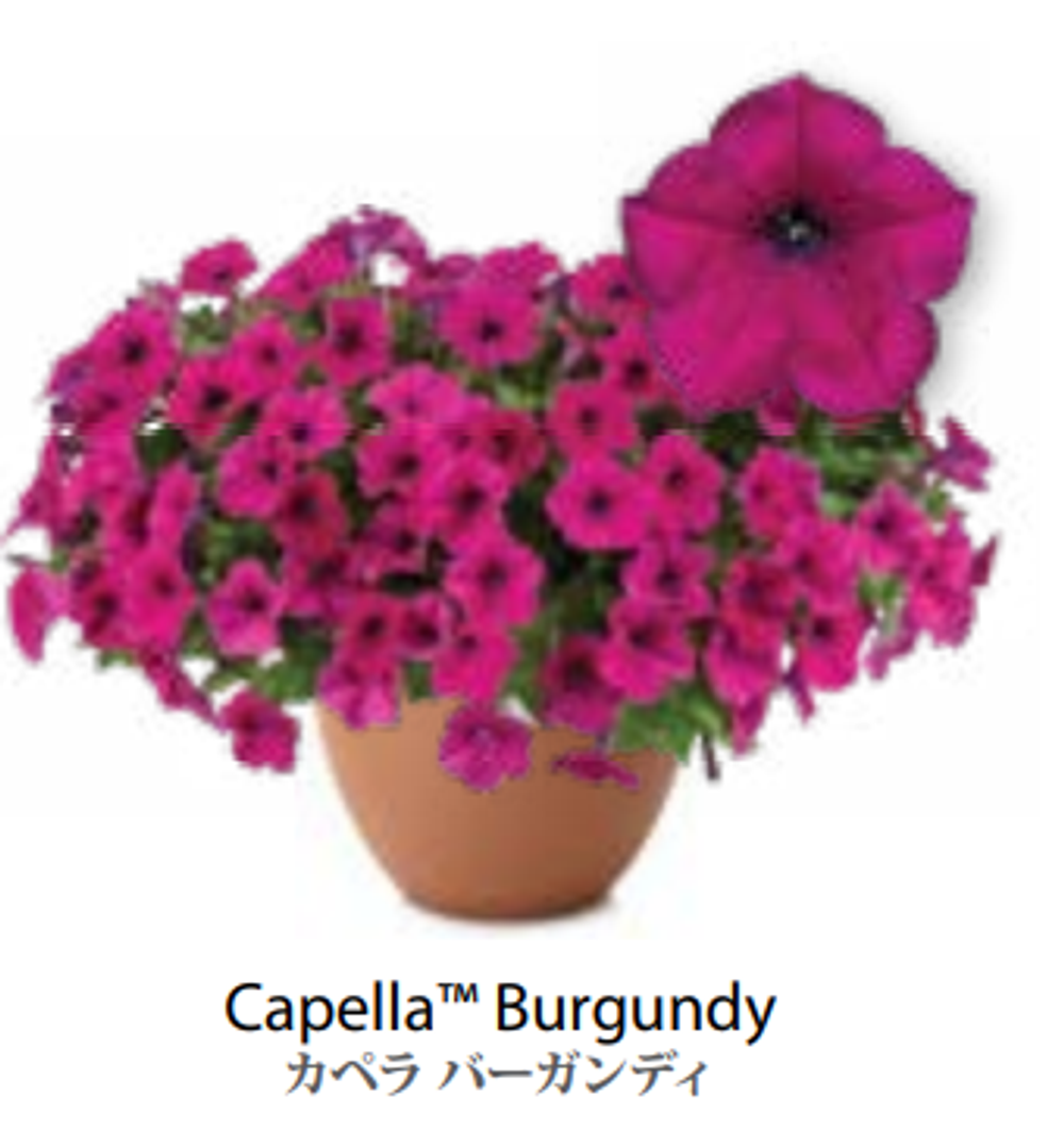 ЕВРО Петуния CAPELLA Burgundy ЕВРО укорененный черенок ФЕВРАЛЬ поставка 16