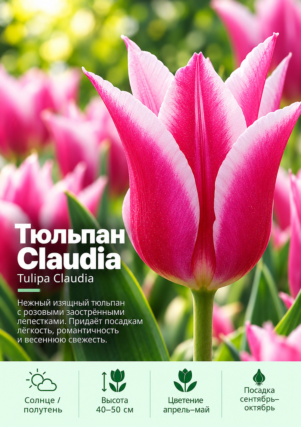 Тюльпан Claudia