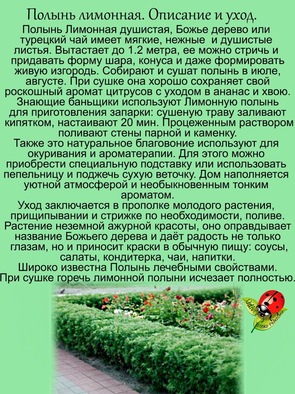 Полынь лимонная лечебная многолетняя