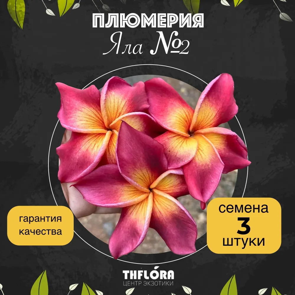 Плюмерия "Яла №2" — семена, 3 шт.
