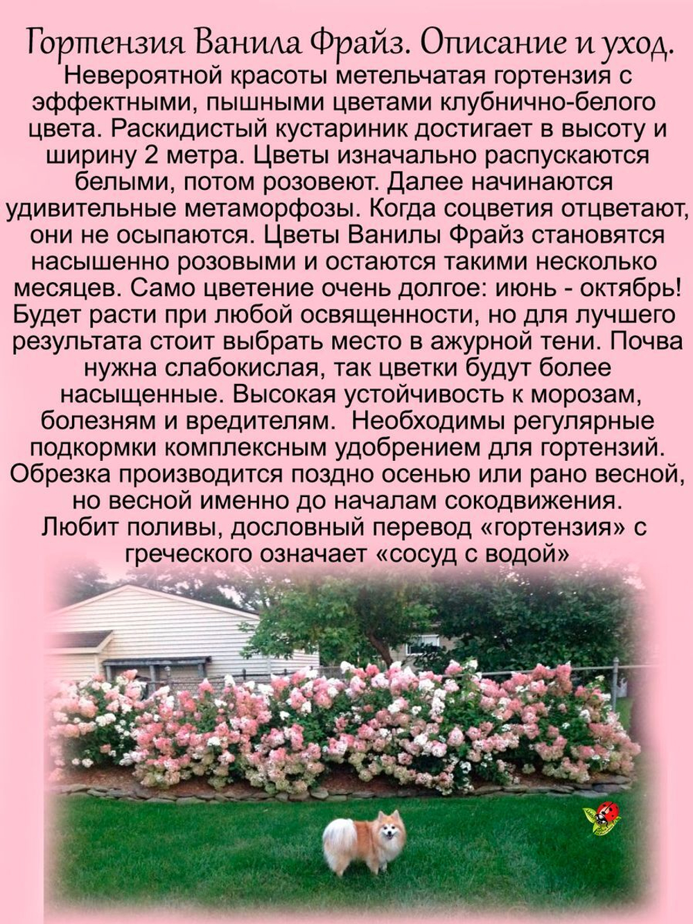 Гортензия Ванила Фрайз метельчатая
