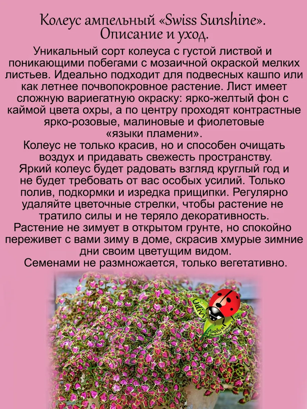 Колеус Швейцарское солнце ампельный Свисс саншайн