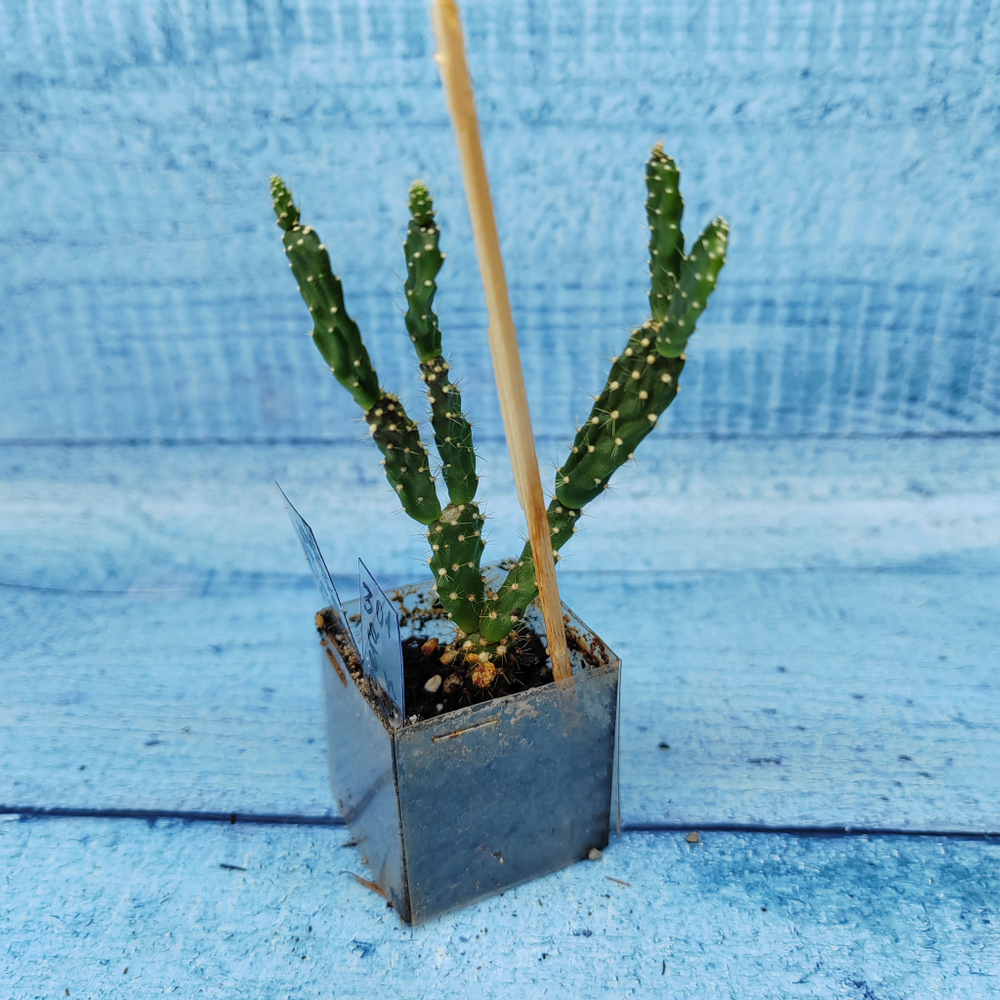 Schlumbergera Opuntioides (Декабрист)