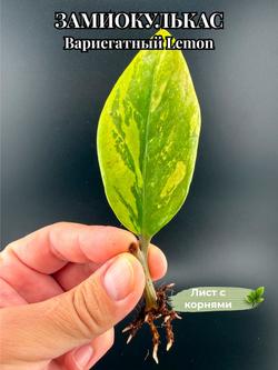 Замиокулькас вариегатный Лимон (Lemon) лист c корнями 1 штука вариант 2