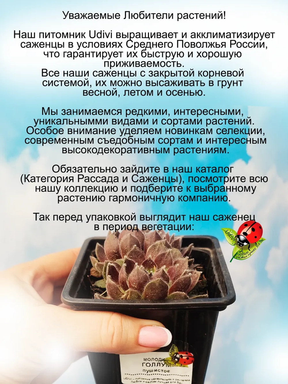 Молодило Голлум хамелеон каменная роза