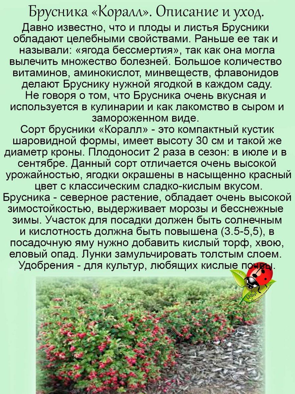 Брусника садовая Коралл саженцы два урожая