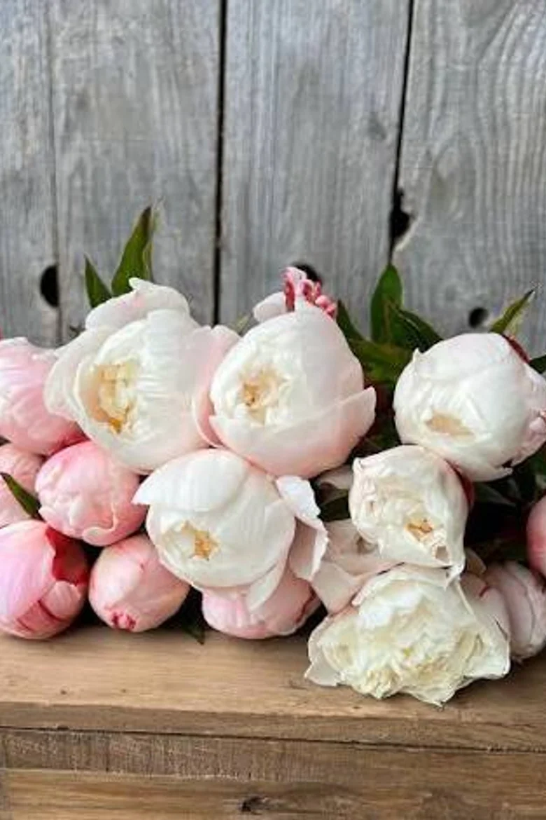 Paeo Gardenia 3/5.