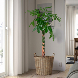 IKEA FLODBJÖRK  (ИКЕА ФЛОДБЙÖРК)  -  Крышка для цветочного горшка, закрытая/открытая, светло-серо-коричневая, 41 см