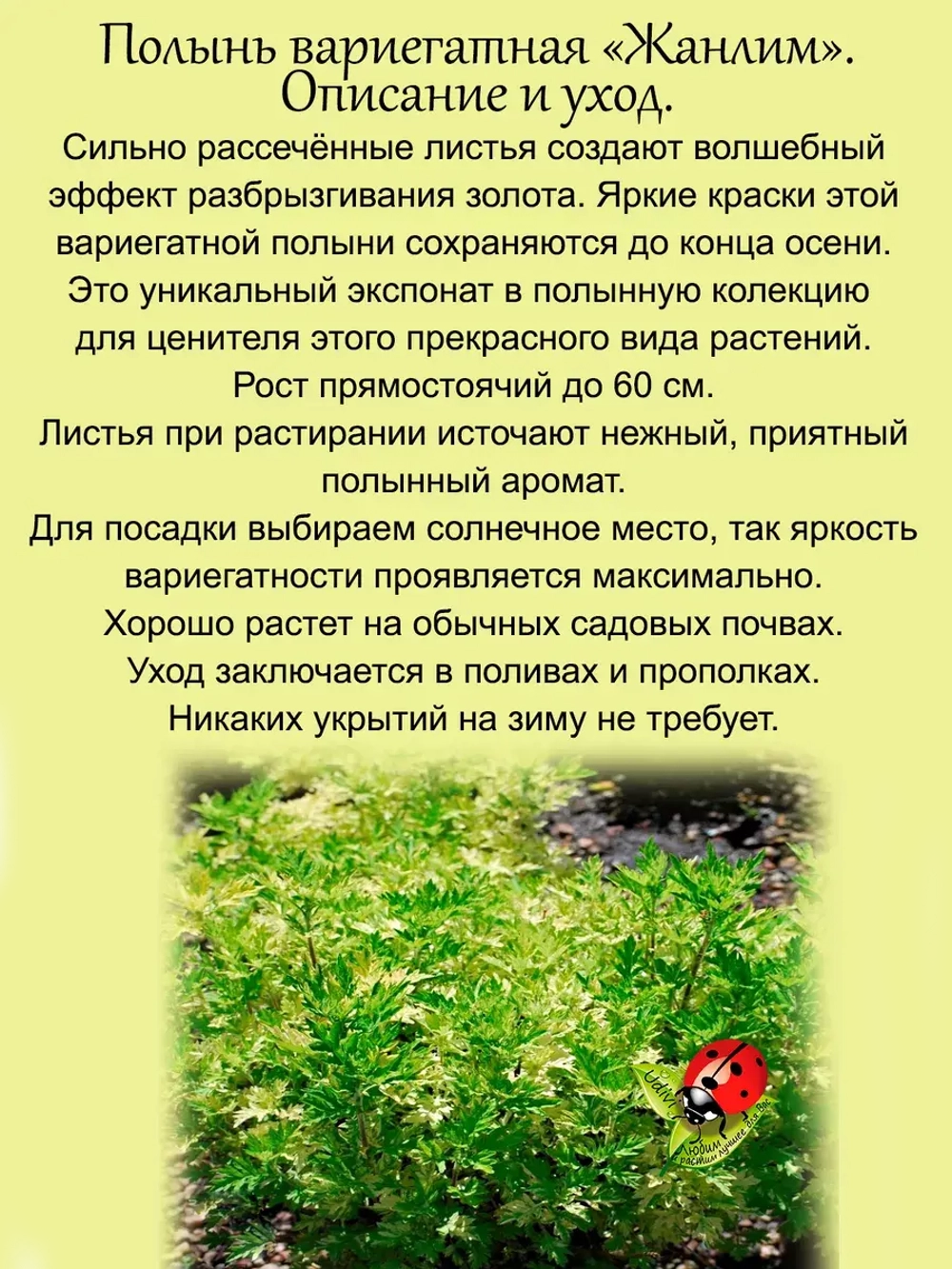 Полынь Жанлим вариегатная пёстролистная