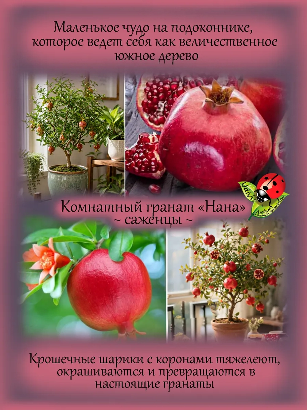 Гранат Нана комнатный миниатюрный