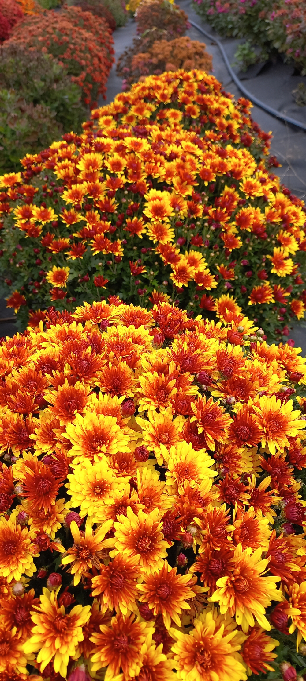 N188 BOREALIE ORANGE