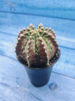 Gymnocalycium T-Rex Pink hybride (Гимнокалициум T-rex)