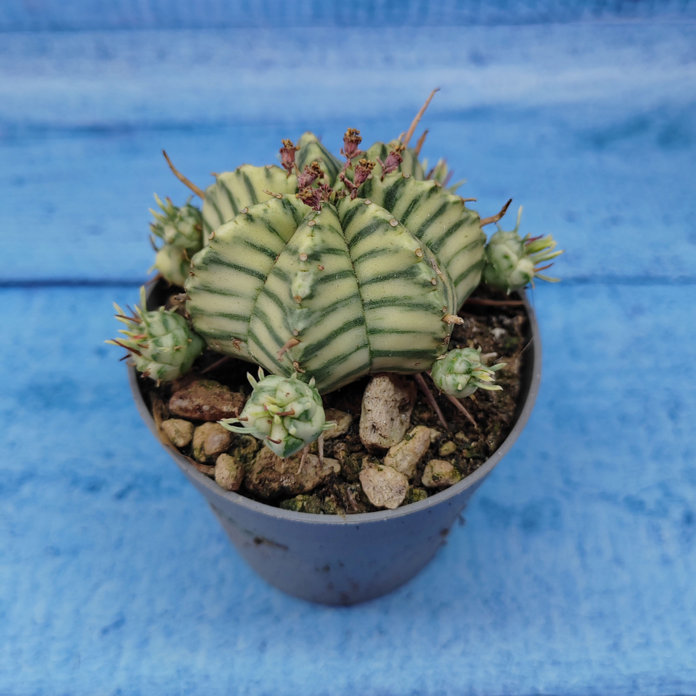 Euphorbia meloformis f. Variegated (Эуфорбия вариегатная)