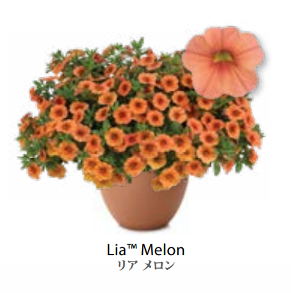 ЕВРО неукор Калибрахоа LIA Melon НЕукоренный черенок (срезы) НОЯБРЬ поставка 3