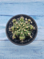 Gymnocalycium T-Rex Pink hybride (Гимнокалициум T-rex)