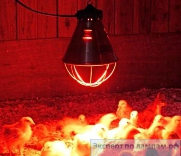 Лампы для птицы Лампы для птицы