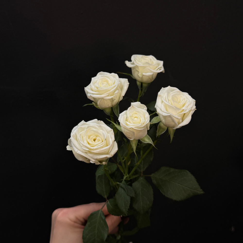 Роза кустовая wedding party 60 см / 1 шт