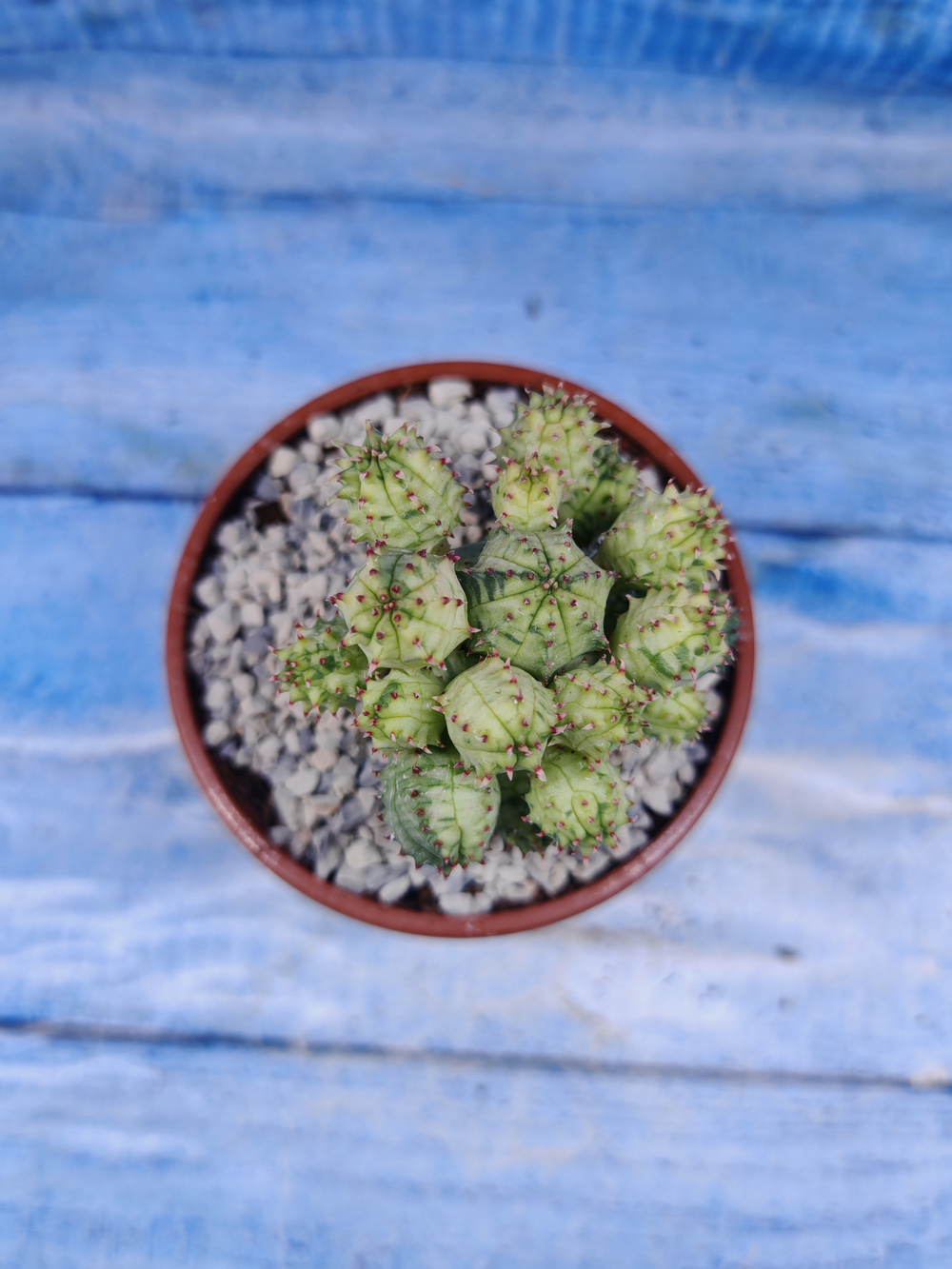 Euphorbia Pseudoglobosa variagate (Эуфорбия)