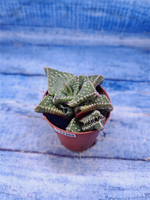 Faucaria Tuberculosa (Фаукария)