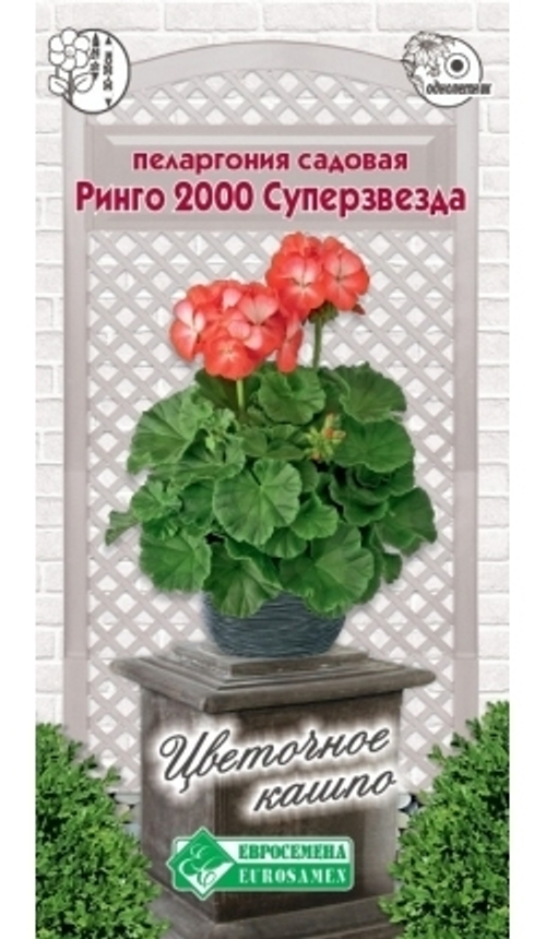 Пеларгония садовая Ринго 2000 Суперзвезда