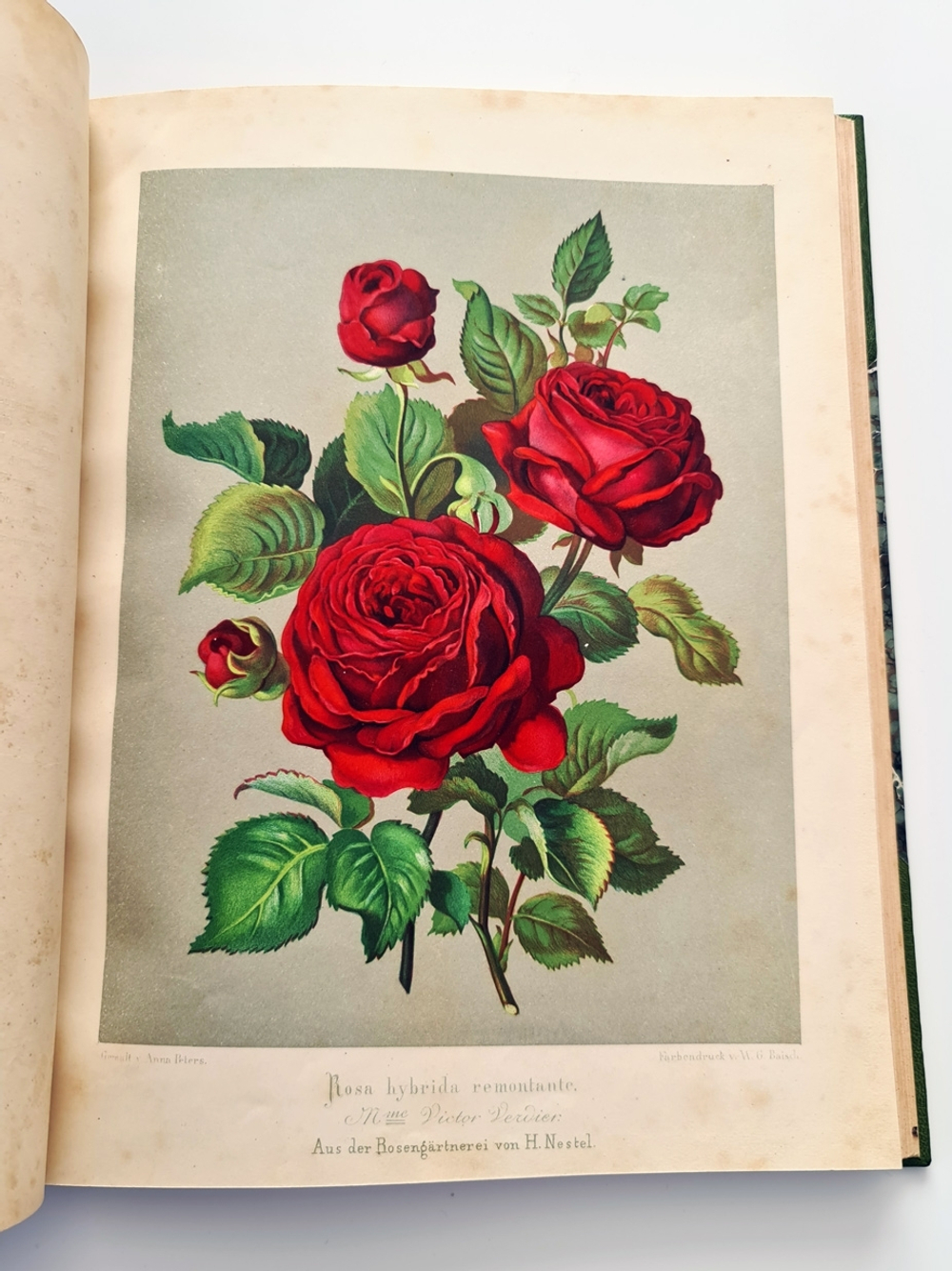 "Nestel`s Rosengarten. [  Сад роз Нестела]". E. Schweizerbartsche Verlagshandlung. 1869г.