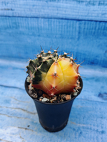 Gymnocalycium Variegata (Гимнокалициум Вариегатный)