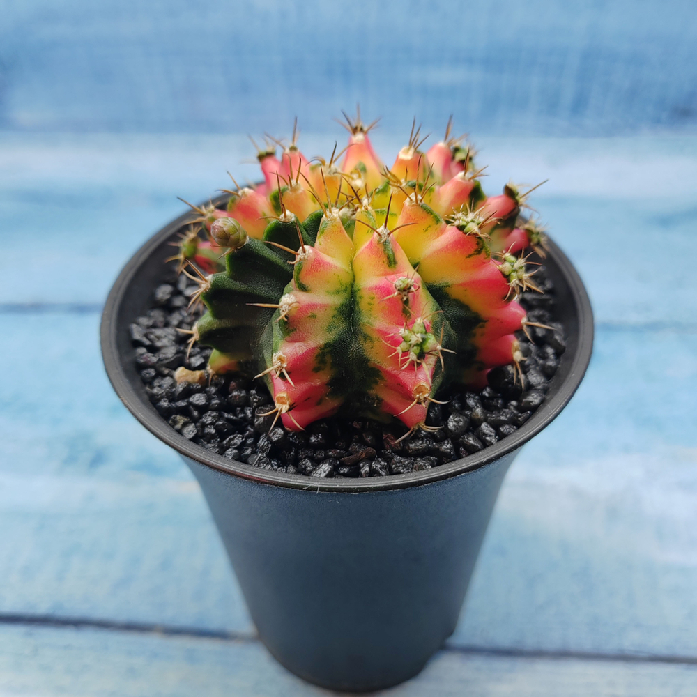 Gymnocalycium Variegata (Гимнокалициум Вариегатный)