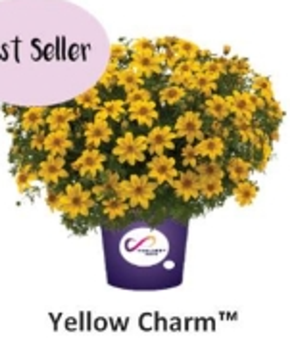 ЕВРО Биденс Yellow Charm укорененный ЕВРО черенок февраль поставка 11
