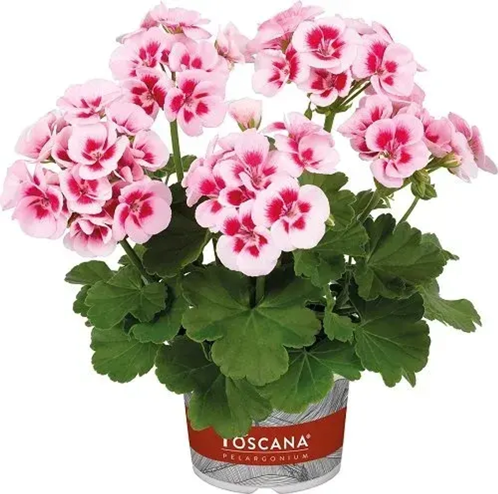 Пеларгония зональная Toscana Smart Splash (Пел4)