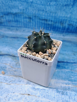 Echinocereus Knippelianus (Эхиноцереус 7 ребер)