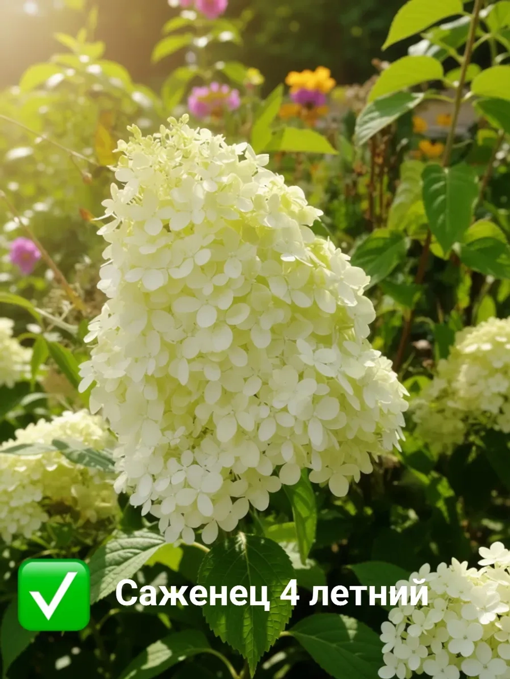 Лайм Лайт гортензия метельчатая