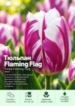 Тюльпан Flaming Flag