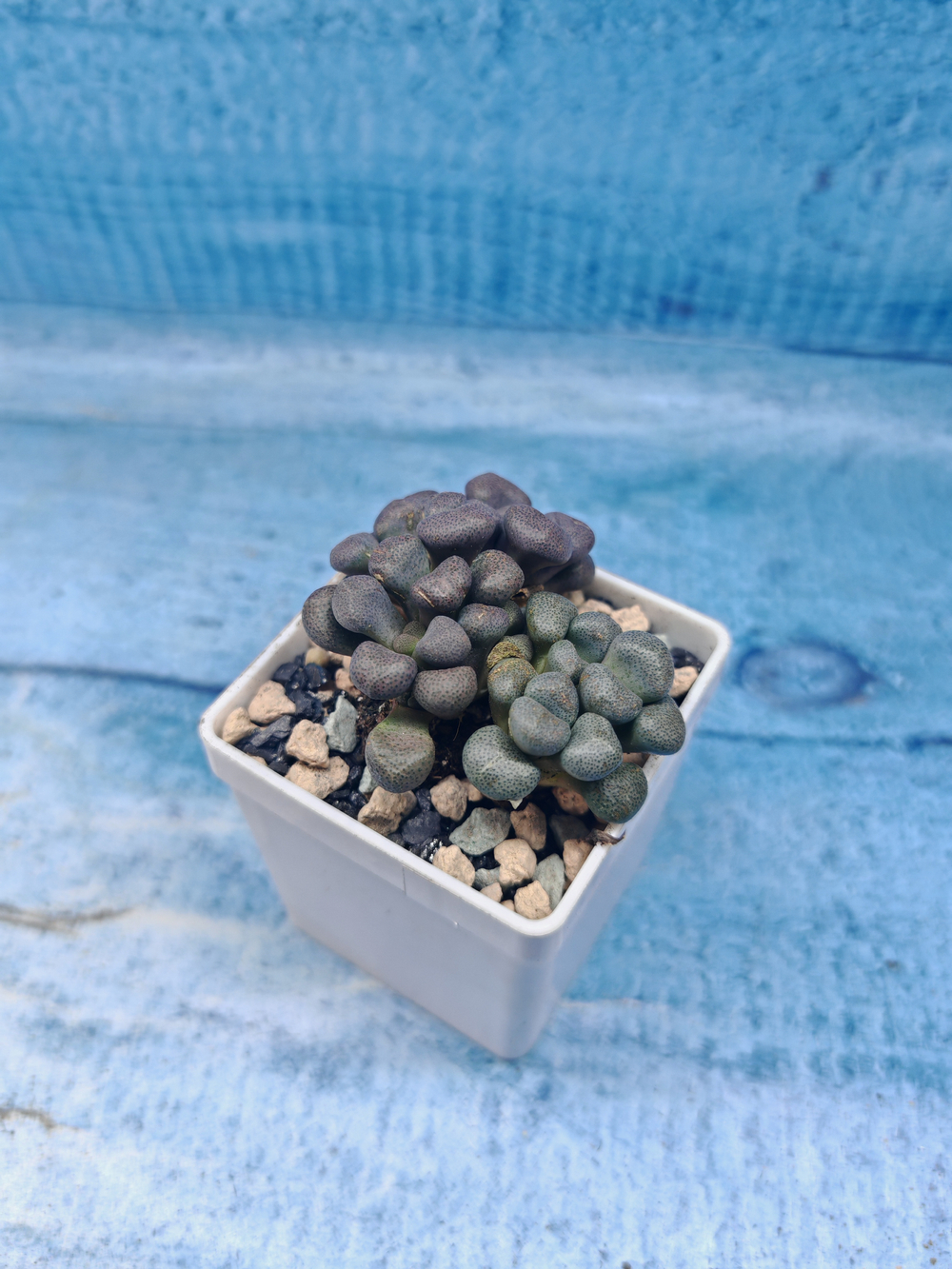 Aloinopsis schooneesii (Алоинопсис)