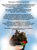 Седум Горький Шоколад очиток многолетний