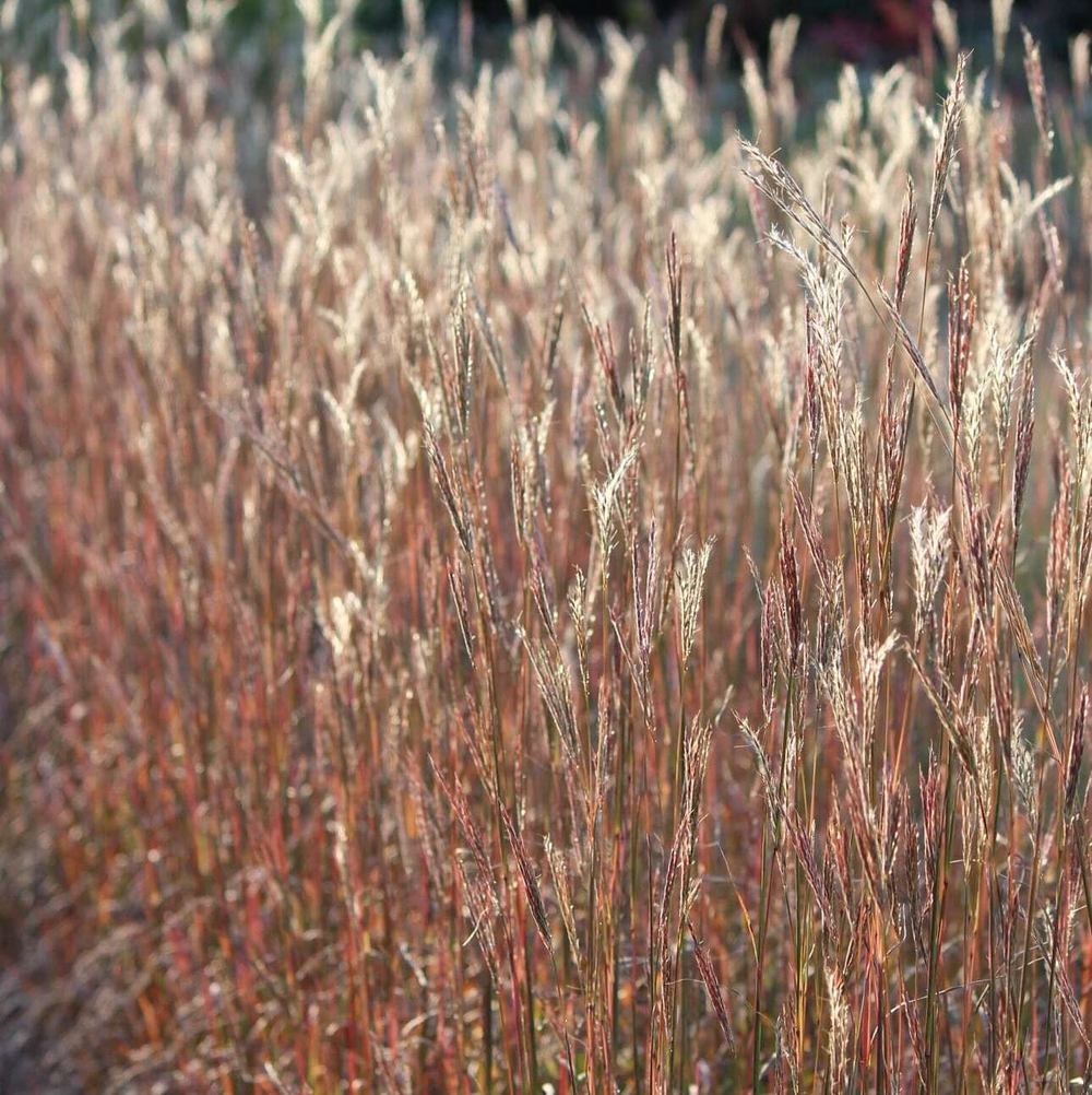 Бородач Жерарди "Prairie Summer".  Andropogon gerardii "Prairie Summer".