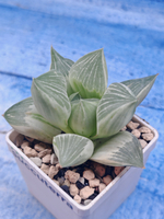 Haworthia Retusa Aurea var. (Хавортия)