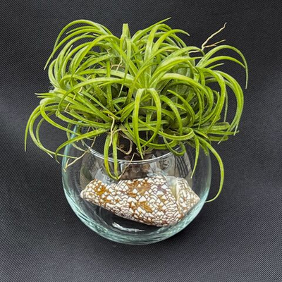 Тилландсия Кудрявая ionantha 'Curly leaf', атмосферное растение