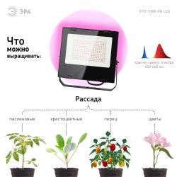Фитопрожектор для растений светодиодный ЭРА FITO-100W-RB-LED для цветения и плодоношения красно-синего спектра 100 Вт | Фито прожекторы