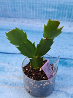 Schlumbergera cv. Rosa Brazil (Шлюмбергера)
