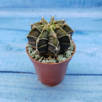 Gymnocalycium Friedrichii (Гимнокалициум)