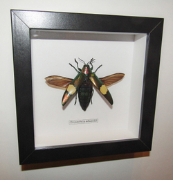 Жук Златка Chrysochroa edwardsii в рамке