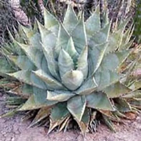 Агава (Agave Cerulata ssp. Nelson) 4 шт