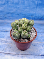 Euphorbia Pseudoglobosa variagate (Эуфорбия)