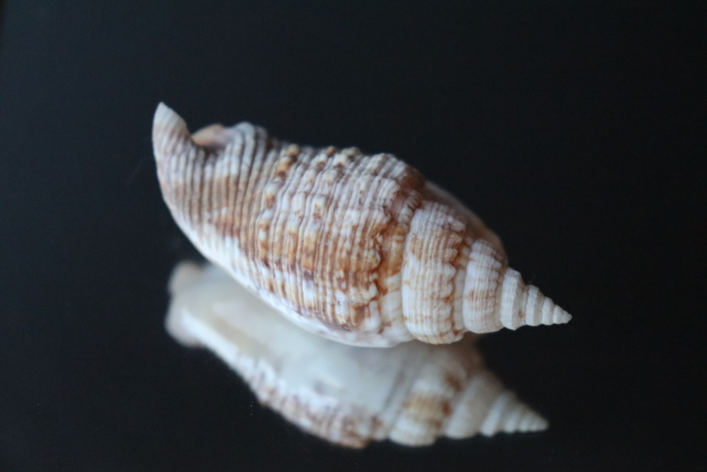 Ракушка Стромбус Аурисдейн (Euprotomus aurisdianae)