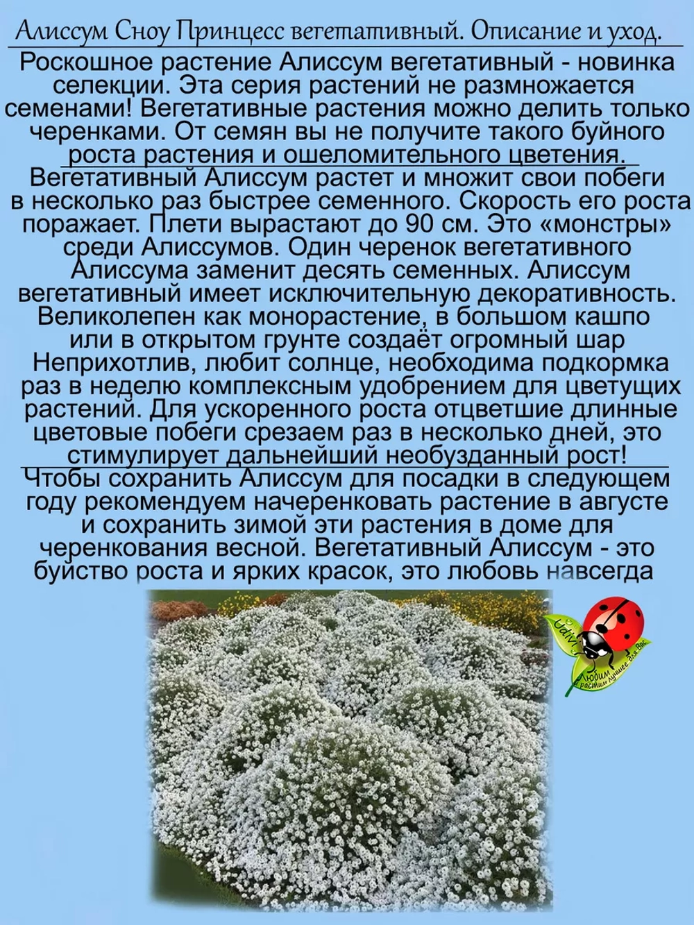 Алиссум вегетативный Сноу Принцесс мощный быстрорастущий