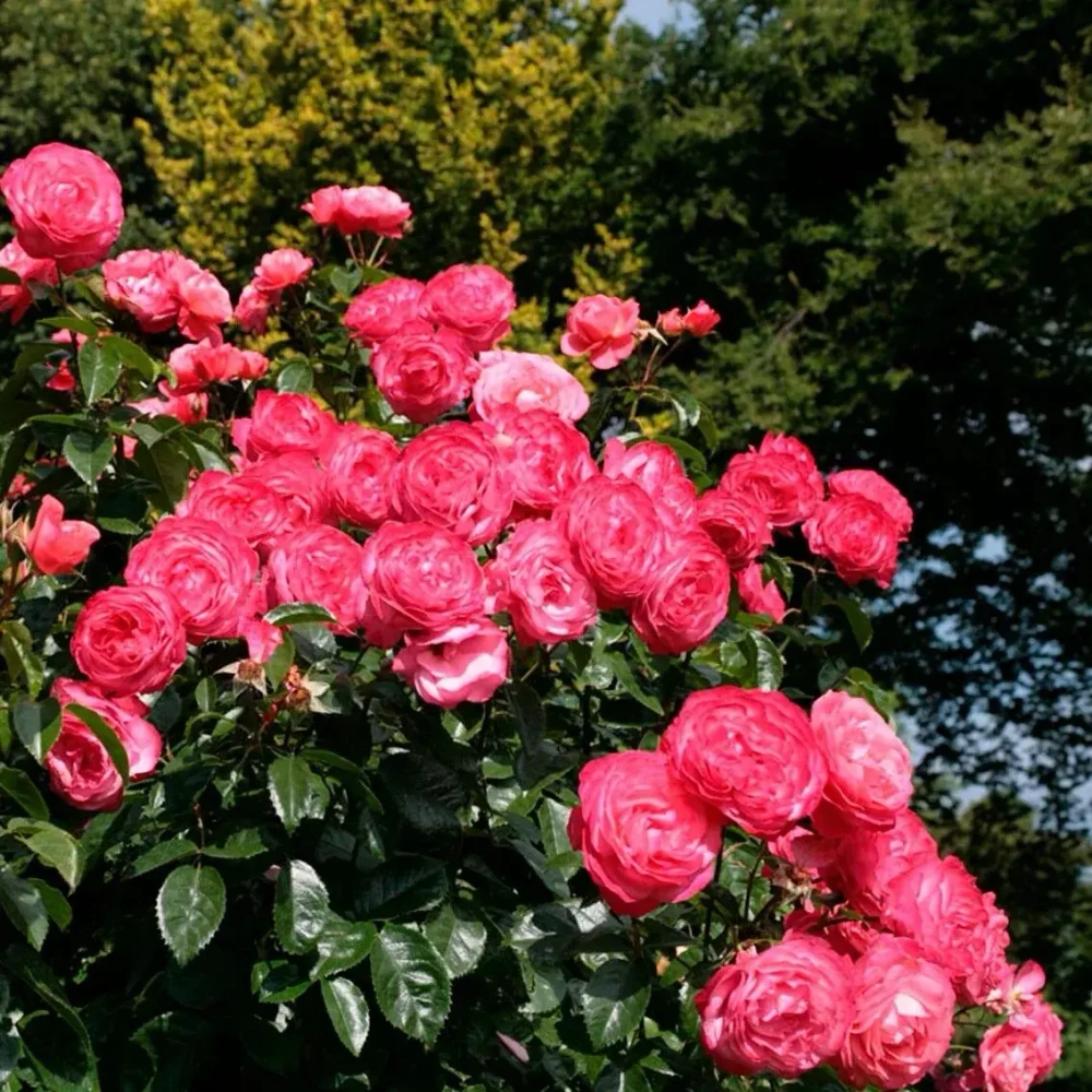 Роза плетистая "Rosanna"