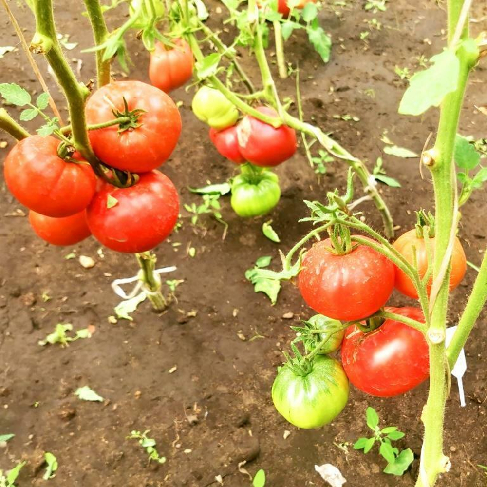 Помидоры Астраханские Мясистые Розово-Красные