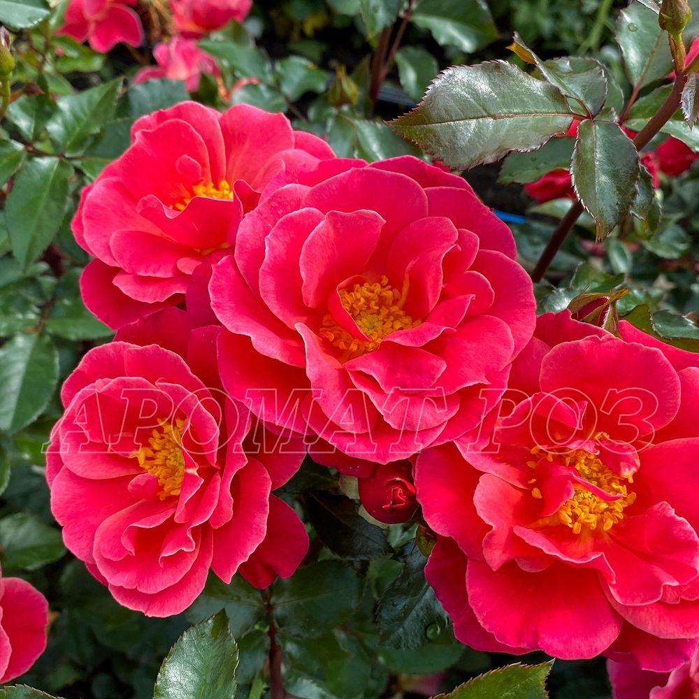 Мелюзина (Melusina)