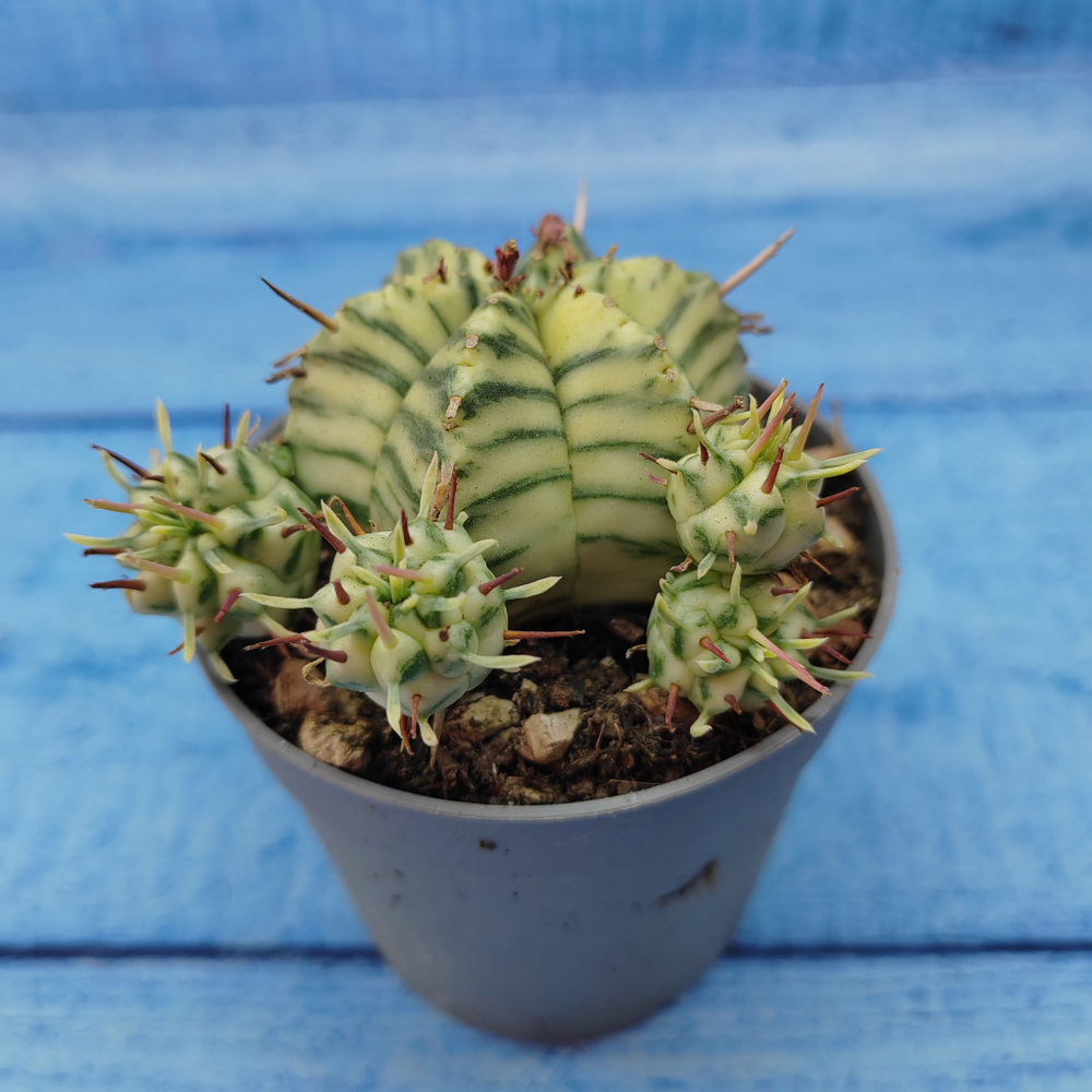 Euphorbia meloformis f. Variegated (Эуфорбия вариегатная)