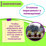 Колеус многолетний семена, красный Визард Скарлет + торфяные таблетки Jiffy в подарок, 5 шт